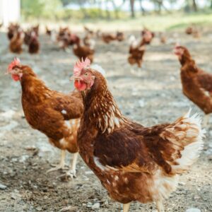 avian influenza disinfectant