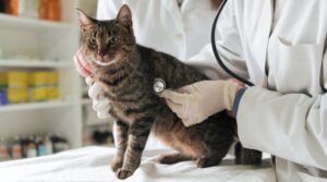 Virulent Feline Calicivirus
