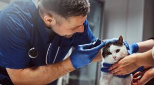 Preventing Cat Scratch Disease in Animal Care Facilities