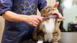 Cat Scratch Disease