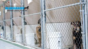 Provetlogic cleaning solutions