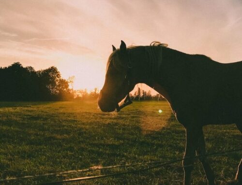 What You Should Know About Equine Herpesvirus (EHV)