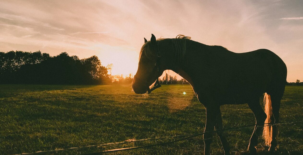 Equine Herpesvirus (EHV)
