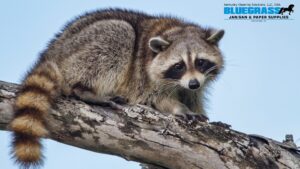 Raccoon Roundworm - Bluegrass Janitorial in Lexington, Kentucky
