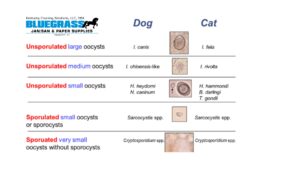 Canine Parvovirus Prevention - Bluegrass Janitorial in Lexington, Kentucky