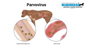 Canine Parvovirus Prevention - Bluegrass Janitorial in Lexington, Kentucky