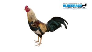 Poultry biochemistry - Bluegrass Janitorial in Lexington, Kentucky