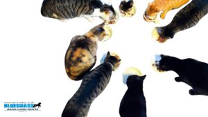 Pet feeding image - Bluegrass Janitorial in Lexington, Kentucky