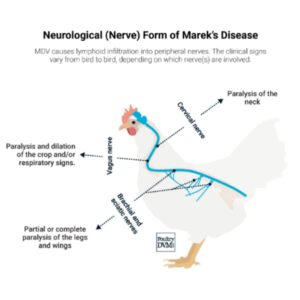 Poultry biochemistry - Bluegrass Janitorial in Lexington, Kentucky