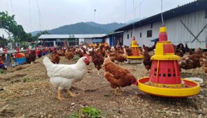 Poultry Biosecurity: Cleaning Protocols for Marek’s Disease Prevention - Bluegrass Janitorial in Lexington, Kentucky