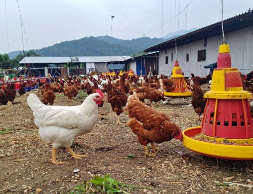 Poultry Biosecurity: Cleaning Protocols for Marek’s Disease Prevention