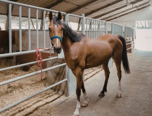 Biosecurity for Equine and Large Animal Facilities: Preventing Disease Transmission