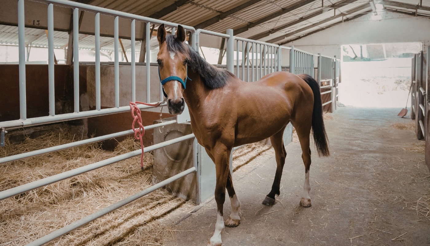equine barn disinfectant protocol